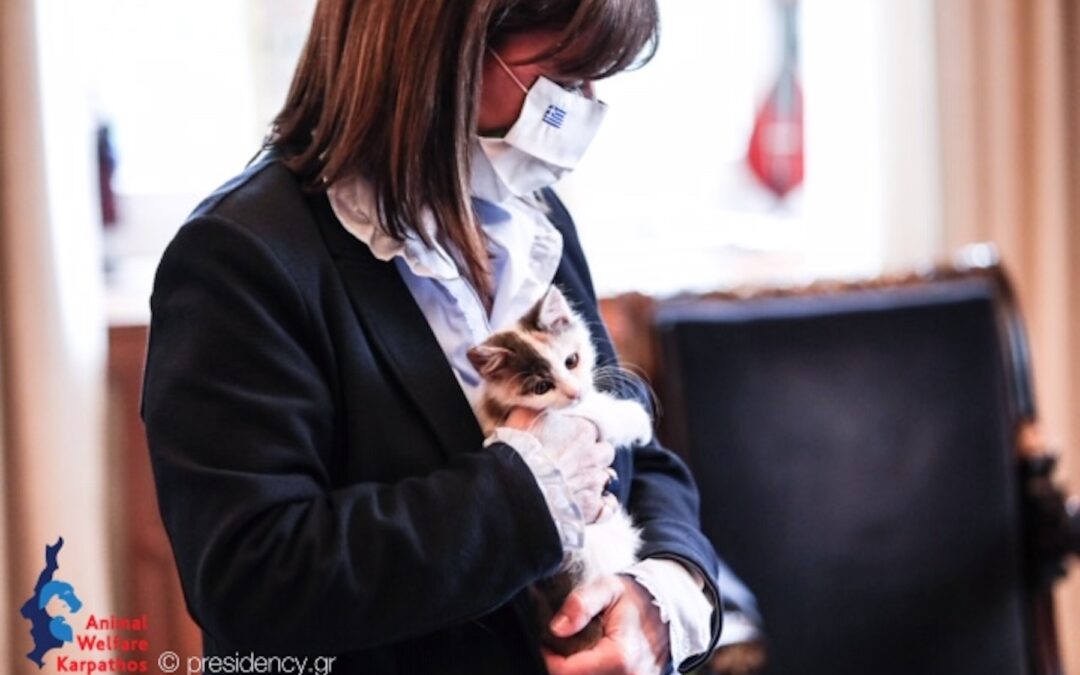 the President of the Hellenic Republic adopts rescued kitten from Karpathos, Greece
