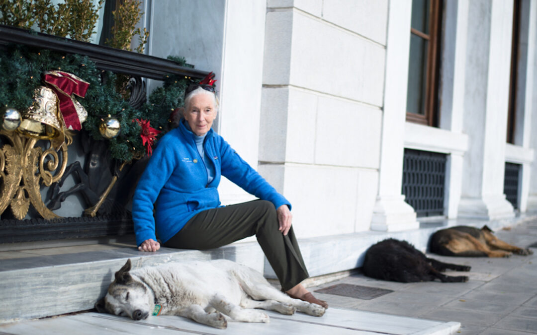 Jane Goodall extends support for Animal Welfare Karpathos